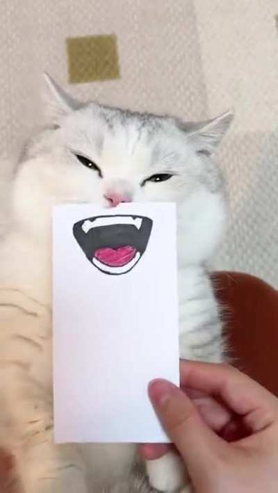 adding expressions to a cat!