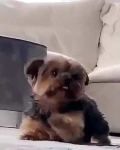 Master of the Sneak attack