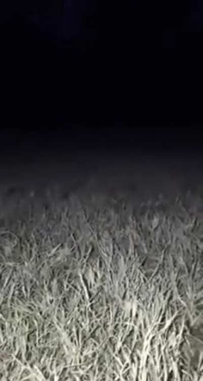 You see that snake in the grass?
