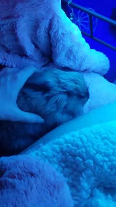 2 mins and 40 secs of a bunny being stroked to Kingdom Hearts