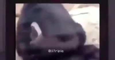 Monke