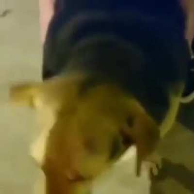 q lindo perrito