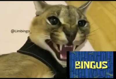 Let's go... BINGUS!?