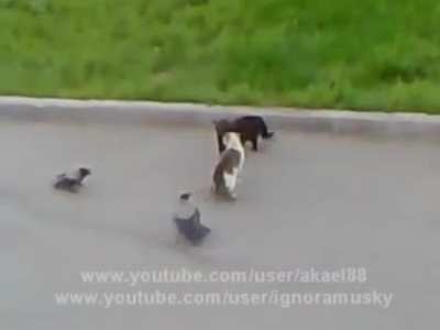 Drones vs Cat vs Cat
