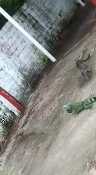 Iguana