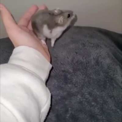 H&ouml;mpTsEr The Return