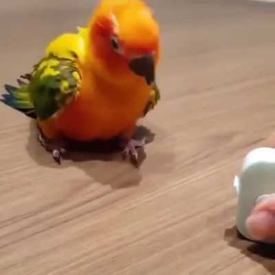 Baila*