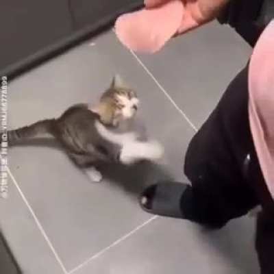 SiCk FuCk HiTs CaT wItH pOrK