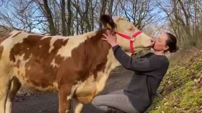 Making out with a cow