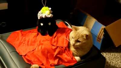 The fall of Stack-A-Cat