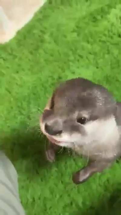 Om Nom Nom