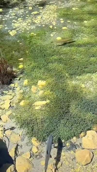 Ultra clean water.