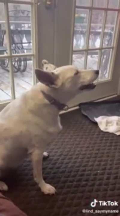 Dog thinks he&rsquo;s barking