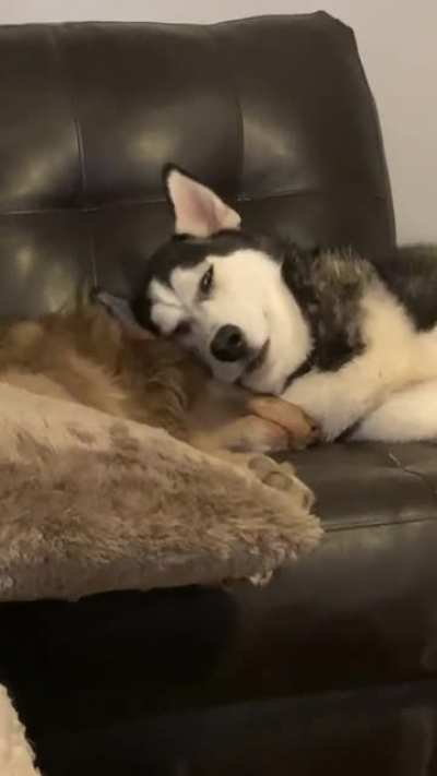 The best of friends