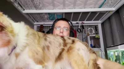 What it&rsquo;s like working with a border collie that thinks she&rsquo;s a lap dog
