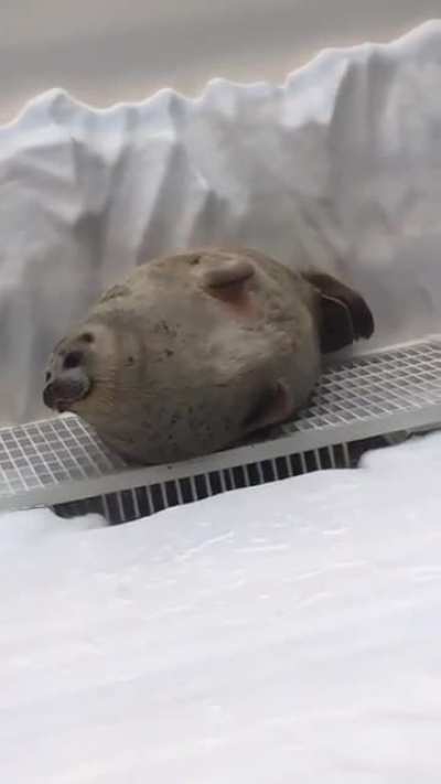 Absolute Unit of a Seal