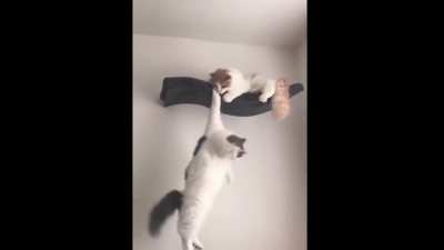 Mufasa, no!