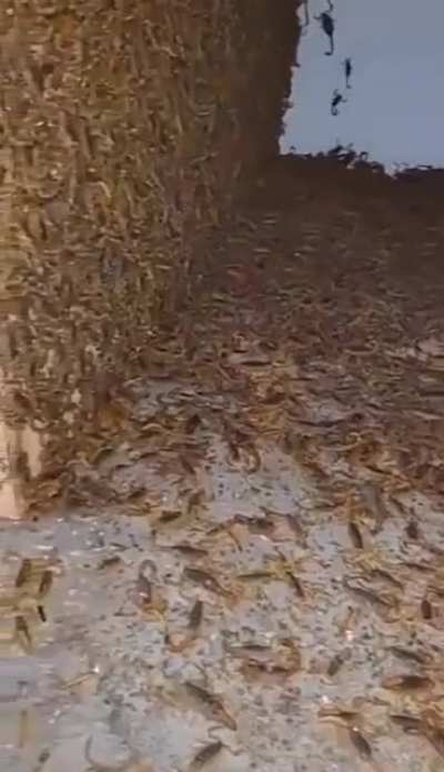 Cuando tu camarada de Durango te invita a pasar a su casa.