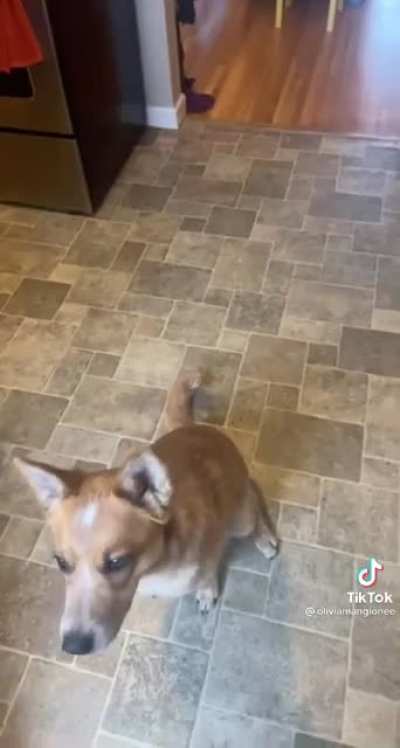i haven&rsquo;t questioned a dog&rsquo;s intelligence in so long