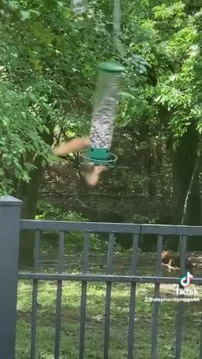 Don&rsquo;t steal the bird feed !!