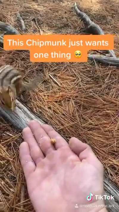 This chipmunk was NUTS