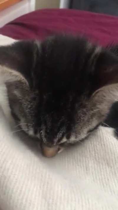 Tahi snuggling down for nap time