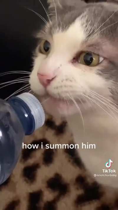 Hydro cat