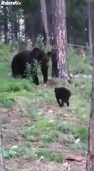 Ruski cat takes on a bear