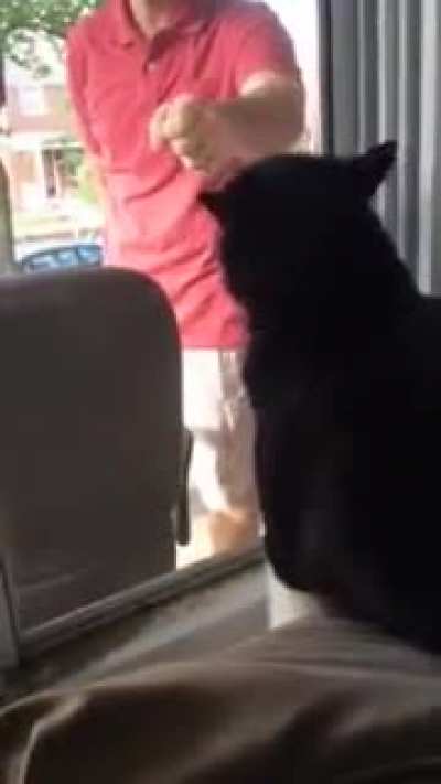 Cat sees his owner with a new dog