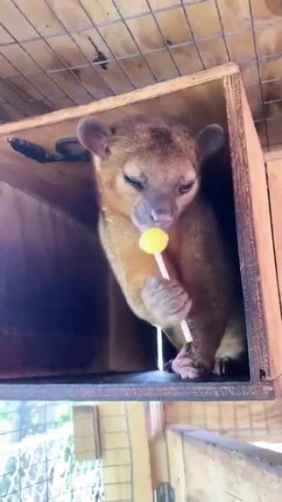 Didn't know they eat lollipop