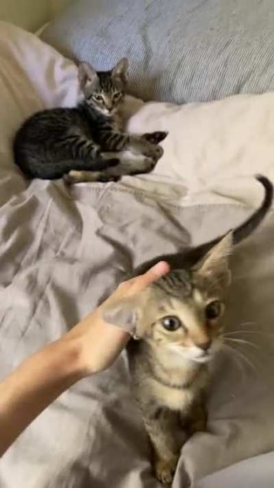 Zoe and Tobias, the naughtiest kittens I&rsquo;ve ever met, in a rare moment of calm