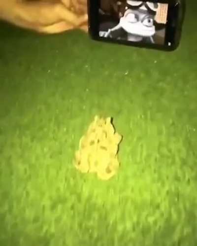 Frõg 😡😒