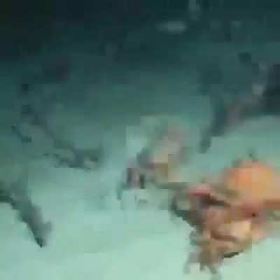 The sea is very deep and there is no mercy🐟