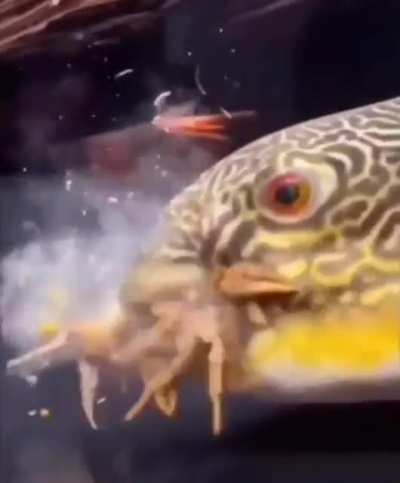 F
