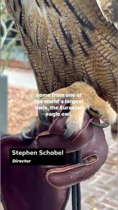 lovely horned owl