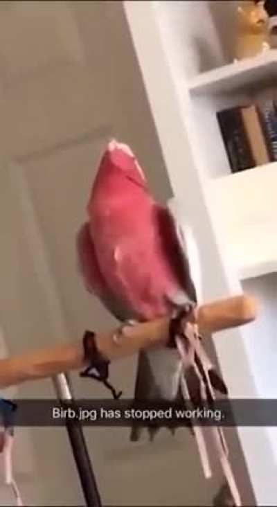 Poor birb