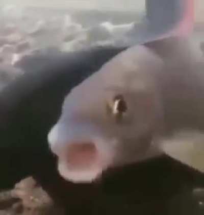 Hey que pedo el maau nunca me dio las gracias por pasarle esta joya por twitter