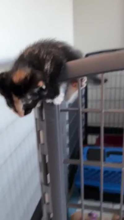 catsen