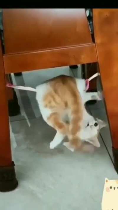 Circus Kitty