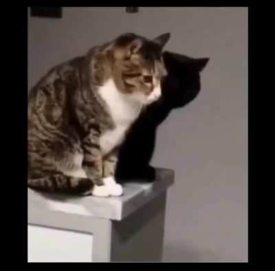 Special Cat