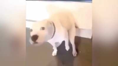Told My dog turn up fore I whoop him