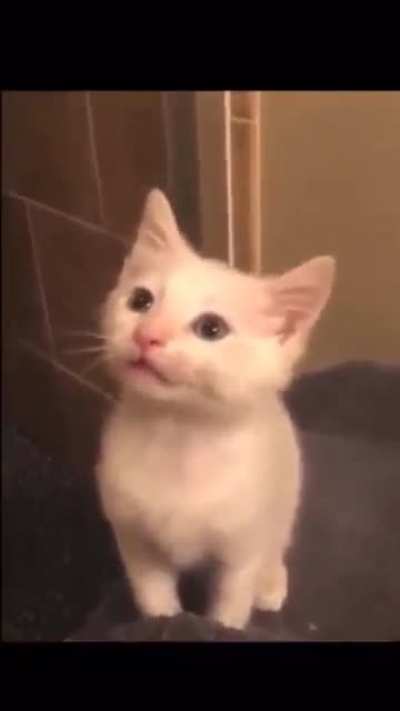 what the cat doin