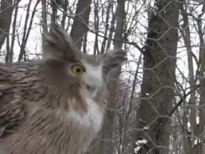 A Blakiston’s fish owl, believed to be the most massive living owl species on average, and its deep call