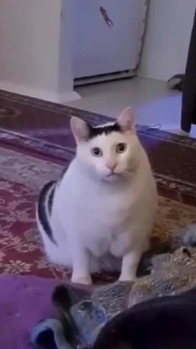 FNAF cat 😳