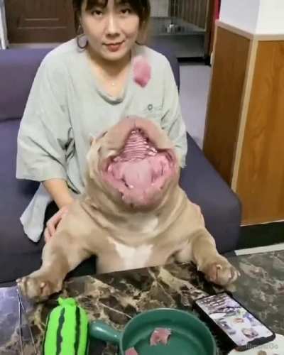Ohh. Big Guy Wanna Treat?!? WHOSE A GOOD BOY?!