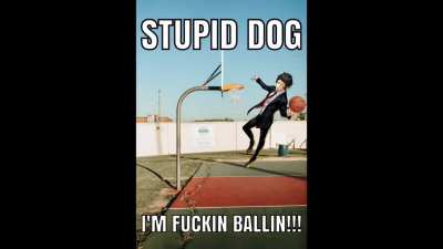 funny dog