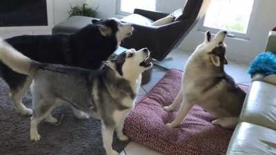 A typical morning at my parents&rsquo; house.