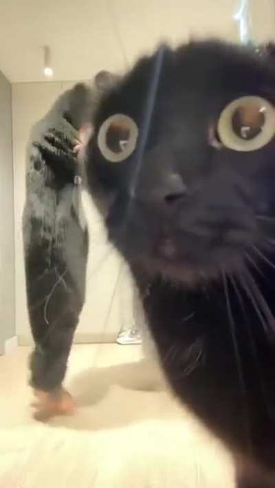 TikTok Wunkus