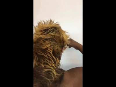 Bad hair day