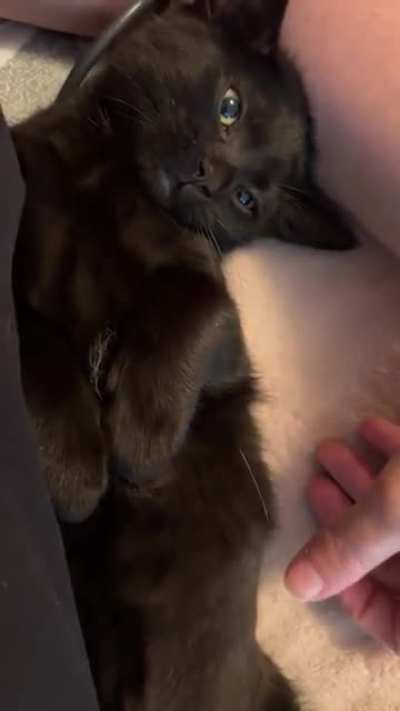By popular demand, here&rsquo;s Bones getting a lot of tummy rubs and her giving me advice